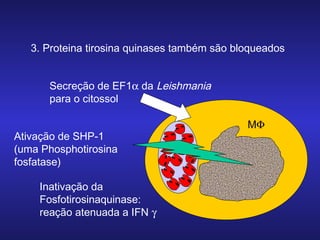 3. Proteina tirosina quinases também são bloqueados
Secreção de EF1α da Leishmania
para o citossol
Ativação de SHP-1
(uma Phosphotirosina
fosfatase)
Inativação da
Fosfotirosinaquinase:
reação atenuada a IFN γ

MΦ

 