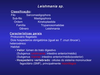 Leishmania sp.
Classificação :
Filo
Sarcomastigophora
Sub-filo
Mastigophora
Ordem
Kinetoplastida
Família
Trypanosomatidae
Gênero
Leishmania
Características gerais
Protozoário flagelado
Dois hospedeiros obrigatórios (igual ao T. cruzi /brucei ),
heteroxénico
Habitat:
- Vetor: lúmen do trato digestivo
(Subgenus Leishmania: intestino anterior/médio)
(Subgenus Viannia: intestino anterior/médio/posterior)
- Hospedeiro vertebrado : células do sistema mononuclear
fagocitário (SMF), principalmente macrófagos

 