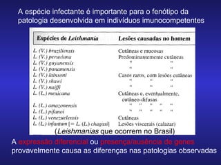 A espécie infectante é importante para o fenótipo da
patologia desenvolvida em indivíduos imunocompetentes

(Leishmanias que ocorrem no Brasil)
A expressão diferencial ou presença/ausência de genes
provavelmente causa as diferenças nas patologias observadas

 