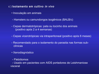c ) Isolamento em cultivo in vivo
• Inoculação em animais
- Hamsters ou camundongos isogênicos (BALB/c)
- Cepas dermatotrópicas: pata ou tocinho dos animais
(positivo após 2 a 4 semanas)
- Cepas vicerotrópicas via intraperitoneal (positivo após 6 meses)
- Recomendado para o isolamento do parasita nas formas subclínicas
• Xenodiagnóstico
- Flebótomos
- Usado em pacientes com AIDS portadores de Leishmaniose
visceral

 