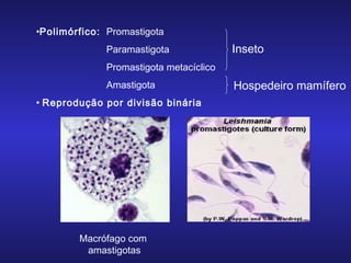 •Polimórfico: Promastigota
Paramastigota

Inseto

Promastigota metacíclico
Amastigota
• Reprodução por divisão binária

Macrófago com
amastigotas

Hospedeiro mamífero

 