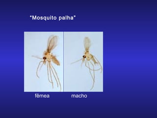 “Mosquito palha”

fêmea

macho

 