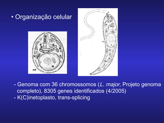 • Organização celular

- Genoma com 36 chromossomos (L. major, Projeto genoma
completo), 8305 genes identificados (4/2005)
- K(C)inetoplasto, trans-splicing

 