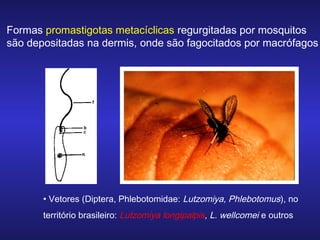 Formas promastigotas metacíclicas regurgitadas por mosquitos
são depositadas na dermis, onde são fagocitados por macrófagos

• Vetores (Diptera, Phlebotomidae: Lutzomiya, Phlebotomus), no
território brasileiro: Lutzomiya longipalpis, L. wellcomei e outros

 