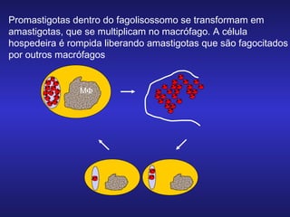 Promastigotas dentro do fagolisossomo se transformam em
amastigotas, que se multiplicam no macrófago. A célula
hospedeira é rompida liberando amastigotas que são fagocitados
por outros macrófagos

MΦ

 