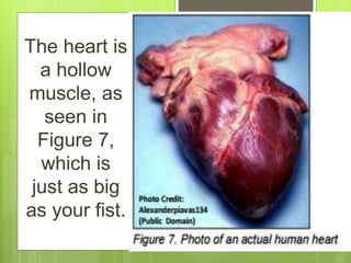 The heart is
a hollow
muscle, as
seen in
Figure 7,
which is
just as big
as your fist.
 