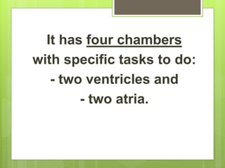It has four chambers
with specific tasks to do:
- two ventricles and
- two atria.
 