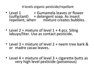 4 levels organic pesticide/repellant
• Level 1 = Gumamela leaves or flower
(sulfactant) + detergent soap. As insect
repellant, when mixture creates bubbles.
• Level 2 = mixture of level 1 + 4 pcs. Siling
labuyo/liter. Use as contact pesticide.
• Level 3 = mixture of level 2 + neem tree bark &
or madre cacao leaves.
• Level 4 = mixture of level 3 + cigarette butts as
very high level pesticide (poisonous)
 