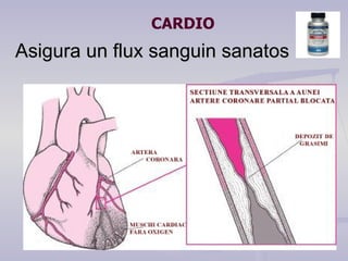 Asigura un flux sanguin sanatos CARDIO 