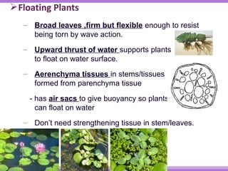 Floating Plants 
– Broad leaves ,firm but flexible enough to resist 
being torn by wave action. 
– Upward thrust of water supports plants 
to float on water surface. 
– Aerenchyma tissues in stems/tissues 
formed from parenchyma tissue 
- has air sacs to give buoyancy so plants 
can float on water 
– Don’t need strengthening tissue in stem/leaves. 
 
