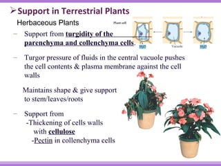 Support in Terrestrial Plants 
Herbaceous Plants 
– Support from turgidity of the 
parenchyma and collenchyma cells. 
– Turgor pressure of fluids in the central vacuole pushes 
the cell contents & plasma membrane against the cell 
walls 
Maintains shape & give support 
to stem/leaves/roots 
– Support from 
-Thickening of cells walls 
with cellulose 
-Pectin in collenchyma cells 
 