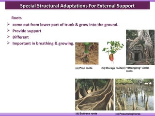Special Structural Adaptations FFoorr EExxtteerrnnaall SSuuppppoorrtt 
Roots 
 come out from lower part of trunk & grow into the ground. 
 Provide support 
 Different 
 Important in breathing & growing. 
(a) Prop roots (b) Storage roots(c) “Strangling” aerial 
roots 
(d) Buttress roots (e) Pneumatophores 
 