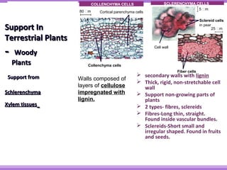  secondary walls with lignin 
 Thick, rigid, non-stretchable cell 
wall 
 Support non-growing parts of 
plants 
 2 types- fibres, sclereids 
 Fibres-Long thin, straight. 
Found inside vascular bundles. 
 Sclereids-Short small and 
irregular shaped. Found in fruits 
and seeds. 
PARENCHYMA CELLS 
Parenchyma cells 60 m 
COLLENCHYMA CELLS 
80 m Cortical parenchyma cells 
Collenchyma cells 
SCLERENCHYMA CELLS 
Cell wall 
Sclereid cells 
in pear 
25 m 
Fiber cells 
5 m 
Walls composed of 
layers of cellulose 
impregnated with 
lignin. 
SSuuppppoorrtt IInn 
TTeerrrreessttrriiaall PPllaannttss 
-- WWooooddyy 
PPllaannttss 
SSuuppppoorrtt ffrroomm 
SScchhlleerreenncchhyymmaa 
XXyylleemm ttiissssuueess 
 