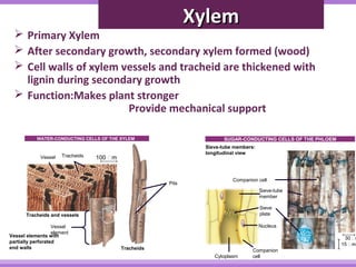 XXyylleemm 
 Primary Xylem 
 After secondary growth, secondary xylem formed (wood) 
 Cell walls of xylem vessels and tracheid are thickened with 
lignin during secondary growth 
 Function:Makes plant stronger 
Provide mechanical support 
WATER-CONDUCTING CELLS OF THE XYLEM 
Vessel Tracheids 100 m 
Tracheids and vessels 
Vessel 
Vessel elements weiltehment 
partially perforated 
end walls 
Pits 
Tracheids 
SUGAR-CONDUCTING CELLS OF THE PHLOEM 
Companion cell 
Sieve-tube 
member 
Sieve-tube members: 
longitudinal view 
Sieve 
plate 
Nucleus 
Cytoplasm 
Companion 
cell 
30 m 
15 m 
 
