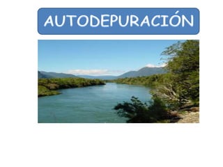 Autodepuración