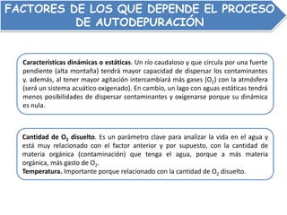 FACTORES DE LOS QUE DEPENDE EL PROCESO
DE AUTODEPURACIÓN
Características dinámicas o estáticas. Un río caudaloso y que circula por una fuerte
pendiente (alta montaña) tendrá mayor capacidad de dispersar los contaminantes
y. además, al tener mayor agitación intercambiará más gases (O2) con la atmósfera
(será un sistema acuático oxigenado). En cambio, un lago con aguas estáticas tendrá
menos posibilidades de dispersar contaminantes y oxigenarse porque su dinámica
es nula.
Cantidad de O2 disuelto. Es un parámetro clave para analizar la vida en el agua y
está muy relacionado con el factor anterior y por supuesto, con la cantidad de
materia orgánica (contaminación) que tenga el agua, porque a más materia
orgánica, más gasto de O2.
Temperatura. Importante porque relacionado con la cantidad de O2 disuelto.
 