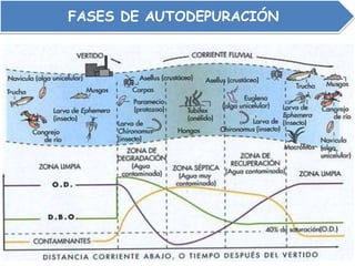FASES DE AUTODEPURACIÓN
 