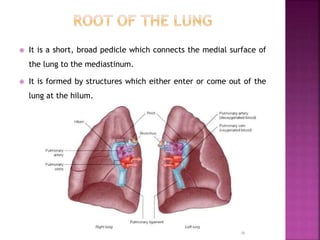  It is a short, broad pedicle which connects the medial surface of
the lung to the mediastinum.
 It is formed by structures which either enter or come out of the
lung at the hilum.
 