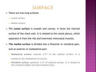  There are two lung surfaces
 Costal surface
 Medial surface
 The costal surface is smooth and convex. It faces the internal
surface of the chest wall. It is related to the costal pleura, which
separates it from the ribs and innermost intercostal muscles.
 The medial surface is divided into a Posterior or vertebral part,
and an anterior or mediastinal part.
 Mediastinal surface- anterior 2/3rd of the medical surface. It is
related to the mediastinal structures.
 Vertebral surface- posterior 1/3rd of medical surface. It is related to
the vertebral bodies and intervertebral discs.
 