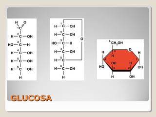 Biología - Carbohidratos | PPT