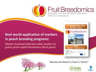 Real world application of markers
in peach breeding programs:
Marker Assisted Selection pilot studies on
green peach aphid Resistance (Rm2 gene)

Mauroux JB, Dievart V, Tuero C, Pascal T
YOUR LOGO

 