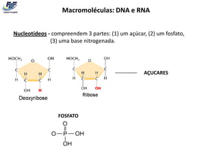 Macromoléculas: DNA e RNA


Nucleotídeos - compreendem 3 partes: (1) um açúcar, (2) um fosfato,
              (3) uma base nitrogenada.



                                       ________    AÇUCARES




                 FOSFATO
 
