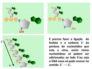É preciso fazer a ligação do
5´
          fosfato e o carbono 3´ da
          pentose do nucleotídeo que
          esta a cima, assim novos
          nucleotídeos só podem ser
          adicionados ao lado 3´ou seja
          o DNA novo só pode crescer no
     3´   sentido 5´    3´.
 