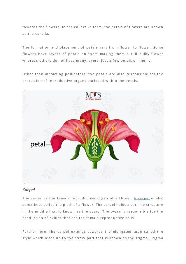 4 main parts of a flower and their functions | PDF | Infertility ...