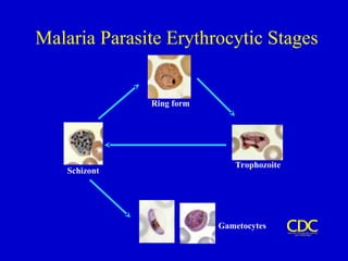 Malaria Parasite Erythrocytic Stages
Ring form
Trophozoite
Schizont
Gametocytes
 