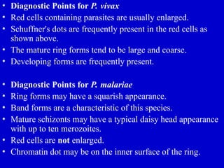 • Diagnostic Points for P. vivax
• Red cells containing parasites are usually enlarged.
• Schuffner's dots are frequently present in the red cells as
shown above.
• The mature ring forms tend to be large and coarse.
• Developing forms are frequently present.
• Diagnostic Points for P. malariae
• Ring forms may have a squarish appearance.
• Band forms are a characteristic of this species.
• Mature schizonts may have a typical daisy head appearance
with up to ten merozoites.
• Red cells are not enlarged.
• Chromatin dot may be on the inner surface of the ring.
 