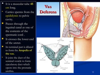 4) Male Reproductive System with prostate gland.ppt