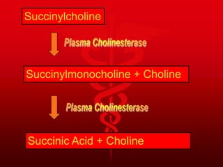 Succinylcholine
Succinylmonocholine + Choline
Succinic Acid + Choline
 