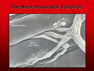 The Neuromuscular Junction
 