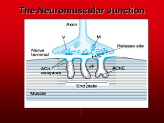 The Neuromuscular Junction
 