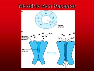 Nicotinic Ach Receptor
 