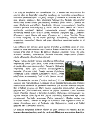 Los bosques templados son comunidades con un estrato bajo muy escaso. En
algunos sitios se desarrollan pequeños manchones de matorrales compuestos por
manzanita (Acrtostaphylos pungens), Arrayán (Gaultheria acuminata), Palo de
rosa (Bejaria aestuans), Jara (Baccharis heterophylla), Tlaxistle (Amelanchier
denticulata), Laurel (Litsea glaucescens), Lentrisco (Rhus virens), Cabellos de
ángel (Calliandra grandiflora), Capulincillo (Miconia hemenostigma), Nanchillo
cimarrón (Vismia camparaguey), y varias hierbas como Hierba de Carranza
(Alchemilla pectinata), Najicoli (Lamourouxia viscosa), Alfalfilla (Lupinus
montanus), Hierba dulce (Stevia lucida), Helechos (Dryopteris spp.), Cantaritos
(Penstemon spp.), Hierba del sapo (Eryngium sp.) y otras. También Abrojo
(Acaena elongata), Té de monte (Satureja macrostema), Helecho cilantro
(Asplenium monanthes), Hierba del golpe (Oenothera speciosa) habitan en el
sotobosque.
Las epífitas no son comunes pero algunas bromelias y orquídeas crecen en pinos
o encinos sobre todo en sitios muy húmedos. Puede haber cientos de especies de
hongos entre ellas el Hongo de borrego (Russula brevipes), Hongo de yema
(Amanita caesarea), Matamoscas (Amanita muscaria), Hongo cemita (Boletus
edulis) y Duraznillo (Cantharellus cibarius).
Fauna: Habitan también Venado cola blanca (Odocoileus
virginianus), Lince (Lynx rufus), Puma (Puma concolor),
Armadillo (Dasypus novemcinctus), Tlacuache (Didelphis
virginiana), Zorra gris (Urocyon cinereoargenteus),
Mapache (Procyon lotor), Conejo serrano (Sylvilagus
floridanus), Ardilla voladora (Glaucomys volans), Ardilla
gris (Sciurus aureogaster) y Coatí norteño (Nasua narica).
Las Serpientes de cascabel (Crotalus basiliscus), Víbora
cascabel cola negra (Crotalus molossus), Vibora cascabel transvolcánica (Crotalus
triseriatus) se alimentan de pequeños mamíferos que abundan en estos bosques.
Son el hábitat preferido del Clarín jilguero (Myadestes occidentalis) y el Azulejo
garganta azul (Sialia mexicana), además de pájaros carpinteros como Carpintero
mayor (Picoides villosus) y Carpintero bellotero (Melanerpes formicivorus) y de
algunas rapaces como Águila real (Aquila chrysaetos), Aguililla cola roja (Buteo
jamaicensis), Cernícalo americano (Falco sparverius), Gavilán pecho rojo
(Accipiter striatus). También es refugio de numerosas aves migratorias como los
chipes (Setophaga spp.), el Zumbador rojo (Selasphorus rufus) y el Colibrí
garganta rubí (Archilochus colubris).
En bosques templados también habitan de gran variedad de insectos. En los
bosques templados de oyamel del centro de México se encuentran los sitios
 