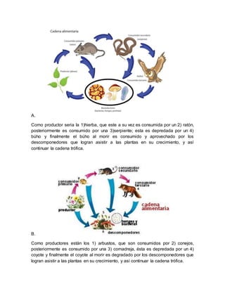 A.
Como productor seria la 1)hierba, que este a su vez es consumida por un 2) ratón,
posteriormente es consumido por una 3)serpiente; esta es depredada por un 4)
búho y finalmente el búho al morir es consumido y aprovechado por los
descomponedores que logran asistir a las plantas en su crecimiento, y así
continuar la cadena trófica.
B.
Como productores están los 1) arbustos, que son consumidos por 2) conejos,
posteriormente es consumido por una 3) comadreja, ésta es depredada por un 4)
coyote y finalmente el coyote al morir es degradado por los descomponedores que
logran asistir a las plantas en su crecimiento, y así continuar la cadena trófica.
 