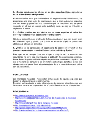 6.- ¿Cuáles podrían ser los efectos en las otras especies si todos carroñeros
de un ecosistema se extinguieran?
En el ecosistema en el que se encuentran las especies de la cadena trófica, se
presentarían una gran serie de enfermedades por la gran cantidad de especies
que han muerto y que no han sido consumidas por los carroñeros, esto es que al
momento en el que un cuerpo este putrefacto sería un foco de infección y
degradaría al medio.
7.- ¿Cuáles podrían ser los efectos en las otras especies si todos los
descomponedores de un ecosistema se extinguieran?
Habría un desequilibrio en el alimento de los productores, y que ellos logran tener
los minerales, agua y gases, que quedan en el medio y que los productores
utilizan para fabricar sus alimentos.
8.- ¿Cómo se ha conservado el ecosistema de bosque de oyamel sin los
grandes depredadores como los Pumas, Lobos, Jabalíes y Águilas?
P0or que es un bosque puro, en el que la mayoría de los consumidores
secundarios no hay y está muy regulada la población de consumidores primarios,
lo que lleva a la preservación de algunas especies que mantienen un equilibrio ya
que al momento de consumir a los productores estos logran beneficiar a ellos con
algunos residuos que se dejan a los alrededores. En si la base de la cadena trófica
son los productores.
CONCLUSIONES
Las mariposas monarcas representan forman parte de aquellas especies que
buscan la adaptación para su sobrevivencia.
Destacan su importancia al estar integradas en las cadenas alimenticias que ven
inmersas a otros tantos organismos, por lo que es fundamentan su preservación.
HEMEROGRAFÍA
http://www.soymonarca.mx/travesia.html
http://www.mexicodesconocido.com.mx/ruta-de-migracion-de-la-mariposa-
monarca.html
http://mioplanet.org/el-viaje-de-la-mariposa-monarca
http://mariposasmonarca.com/ciclo-vital.php
http://galeon.hispavista.com/angangueo3/enlaces1414804.html
http://cuentame.inegi.org.mx/sabiasque/mariposas.aspx?tema=S
 