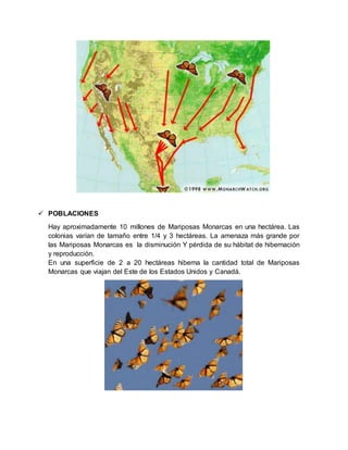  POBLACIONES
Hay aproximadamente 10 millones de Mariposas Monarcas en una hectárea. Las
colonias varían de tamaño entre 1/4 y 3 hectáreas. La amenaza más grande por
las Mariposas Monarcas es la disminución Y pérdida de su hábitat de hibernación
y reproducción.
En una superficie de 2 a 20 hectáreas hiberna la cantidad total de Mariposas
Monarcas que viajan del Este de los Estados Unidos y Canadá.
 