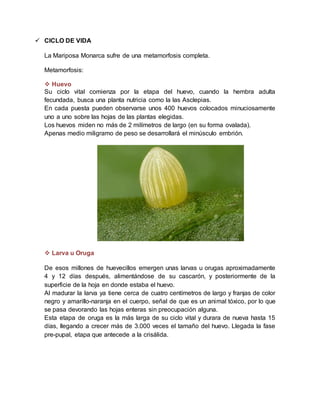  CICLO DE VIDA
La Mariposa Monarca sufre de una metamorfosis completa.
Metamorfosis:
 Huevo
Su ciclo vital comienza por la etapa del huevo, cuando la hembra adulta
fecundada, busca una planta nutricia como la las Asclepias.
En cada puesta pueden observarse unos 400 huevos colocados minuciosamente
uno a uno sobre las hojas de las plantas elegidas.
Los huevos miden no más de 2 milímetros de largo (en su forma ovalada).
Apenas medio miligramo de peso se desarrollará el minúsculo embrión.
 Larva u Oruga
De esos millones de huevecillos emergen unas larvas u orugas aproximadamente
4 y 12 días después, alimentándose de su cascarón, y posteriormente de la
superficie de la hoja en donde estaba el huevo.
Al madurar la larva ya tiene cerca de cuatro centímetros de largo y franjas de color
negro y amarillo-naranja en el cuerpo, señal de que es un animal tóxico, por lo que
se pasa devorando las hojas enteras sin preocupación alguna.
Esta etapa de oruga es la más larga de su ciclo vital y durara de nueva hasta 15
días, llegando a crecer más de 3.000 veces el tamaño del huevo. Llegada la fase
pre-pupal, etapa que antecede a la crisálida.
 