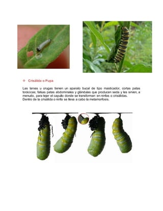  Crisálida o Pupa
Las larvas u orugas tienen un aparato bucal de tipo masticador, cortas patas
torácicas; falsas patas abdominales y glándulas que producen seda y les sirven, a
menudo, para tejer el capullo donde se transforman en ninfas o crisálidas.
Dentro de la crisálida o ninfa se lleva a cabo la metamorfosis.
 