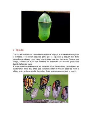  ADULTO
Cuando una mariposa o palomillas emergen de su pupa, sus alas están arrugadas
y húmedas, y necesitan colgarse para que se expandan y sequen. Les toma
generalmente algunas horas hasta que el adulto esté listo para volar. Durante este
tiempo, secretan un fluido que contiene los materiales de desecho producidos
durante la fase de pupa.
A estas especies generalmente les toma dos años desarrollarse, pero algunas les
puede tomar hasta diez años. Las Monarcas duran un mes en pasar de huevo a
adulto, ya en su forma adulta viven otras dos a seis semanas durante el verano.
 