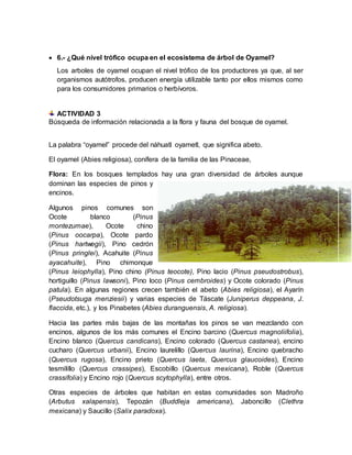  6.- ¿Qué nivel trófico ocupa en el ecosistema de árbol de Oyamel?
Los arboles de oyamel ocupan el nivel trófico de los productores ya que, al ser
organismos autótrofos, producen energía utilizable tanto por ellos mismos como
para los consumidores primarios o herbívoros.
ACTIVIDAD 3
Búsqueda de información relacionada a la flora y fauna del bosque de oyamel.
La palabra “oyamel” procede del náhuatl oyametl, que significa abeto.
El oyamel (Abies religiosa), conífera de la familia de las Pinaceae,
Flora: En los bosques templados hay una gran diversidad de árboles aunque
dominan las especies de pinos y
encinos.
Algunos pinos comunes son
Ocote blanco (Pinus
montezumae), Ocote chino
(Pinus oocarpa), Ocote pardo
(Pinus hartwegii), Pino cedrón
(Pinus pringlei), Acahuite (Pinus
ayacahuite), Pino chimonque
(Pinus leiophylla), Pino chino (Pinus teocote), Pino lacio (Pinus pseudostrobus),
hortiguillo (Pinus lawsoni), Pino loco (Pinus cembroides) y Ocote colorado (Pinus
patula). En algunas regiones crecen también el abeto (Abies religiosa), el Ayarín
(Pseudotsuga menziesii) y varias especies de Táscate (Juniperus deppeana, J.
flaccida, etc.), y los Pinabetes (Abies duranguensis, A. religiosa).
Hacia las partes más bajas de las montañas los pinos se van mezclando con
encinos, algunos de los más comunes el Encino barcino (Quercus magnoliifolia),
Encino blanco (Quercus candicans), Encino colorado (Quercus castanea), encino
cucharo (Quercus urbanii), Encino laurelillo (Quercus laurina), Encino quebracho
(Quercus rugosa), Encino prieto (Quercus laeta, Quercus glaucoides), Encino
tesmilillo (Quercus crassipes), Escobillo (Quercus mexicana), Roble (Quercus
crassifolia) y Encino rojo (Quercus scytophylla), entre otros.
Otras especies de árboles que habitan en estas comunidades son Madroño
(Arbutus xalapensis), Tepozán (Buddleja americana), Jaboncillo (Clethra
mexicana) y Saucillo (Salix paradoxa).
 