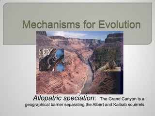 Allopatric speciation:             The Grand Canyon is a
geographical barrier separating the Albert and Kaibab squirrels
 