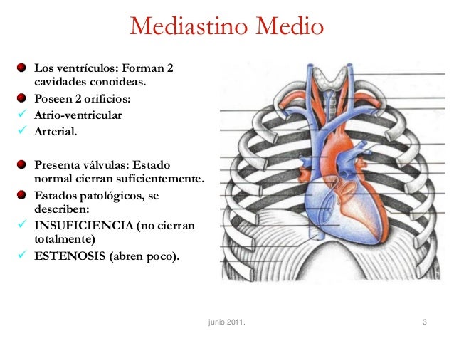 Mediastino Medio II