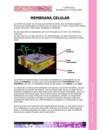 CAPITULO 4
                                                   MEMBRANA Y CITOPLASMA



                    MEMBRANA CELULAR
La membrana celular es una capa que delimita la célula, esta membrana adopta la
forma que el citoesqueleto le proporcione a la célula, por lo tanto, encontramos células
cubicas, cilíndricas, esferoidales, alargadas y estrelladas.

Es una capa doble de fosfolípidos pero al microscopio se ve como una membrana
trilaminar.
La capa externa y la capa interna se ven electrodensas y la capa intermedia se ve
electrolucida porque coincide con las colas de los fosfolipidos que constituyen ambas
capas.




                                                                 Capa
                                                                 Externa




                                                                Capa
                                                                intermedia



                                                                  Capa
                                                                  Interna



La membrana esta formada por dos capas de fosfolípidos, un fosfolípidos es una
molécula anfipática, es decir, que tiene propiedades tanto hidrofóbicas como
hidrofílica, por eso, un fosfolípidos consta de dos partes, una cabeza y una cola.         M
                                                                                           E
La cabeza de la molécula del fosfolípidos corresponde a la porción hidrofílica y la cola
corresponde a la porción hidrofóbica, esto es comprensible ya que la cabeza de las         M
moléculas fosfolipídicas de la capa externa dan hacia el liquido extracelular, que en su   B
mayoría esta formado de agua, de la misma manera, las cabezas de las moléculas             R
fosfolipídicas de la capa interna dan hacia el citoplasma, también un componente           A
acuoso hacia el cual tienen afinidad los extremos hidrofílicos de estas moléculas,         N
quedando de esta manera las colas hidrofóbicas protegidas y constituyendo la capa
intermedia.                                                                                A

Esto le permite a la membrana tener selectividad de acuerdo a lo que puede entrar o        C
no al citoplasma, en este caso solo pueden atravesar la membrana celular algunos           E
gases y moléculas pequeñas sin carga y con la propiedad de que sean hidrofóbicas,          L
para que así puedan atravesar esta bicapa lipídica
                                                                                           U
                                                                                           L
                                                                                           A
                                                                                           R
BIOLOGIA CELULAR Y TISULAR
                                                                                     37
 