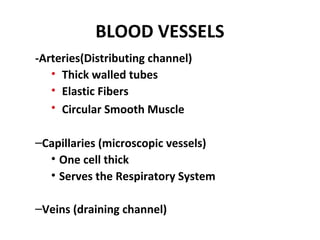 ppt on human circulatory system  Slide 11