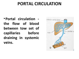 ppt on human circulatory system  Slide 31