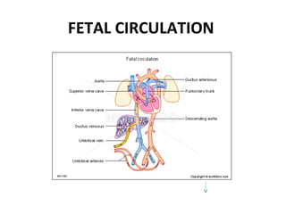 ppt on human circulatory system  Slide 32