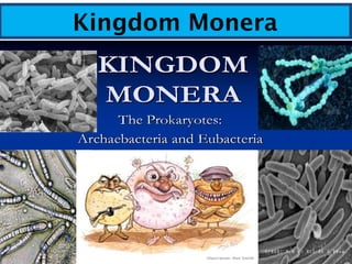 Kingdom Monera
 